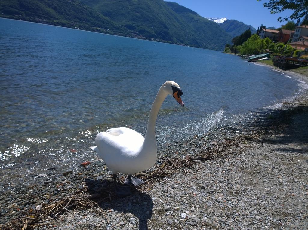 Venanzio! Leilighet Pianello Del Lario Eksteriør bilde